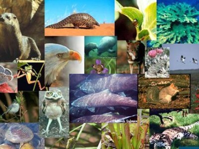 COP15 Summary: The World Coming Together for&nbsp;Biodiversity