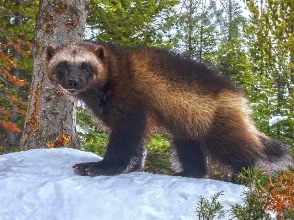 Wolverine: so tough, yet so&nbsp;vulnerable